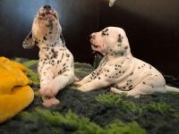 IMG_20241021_134926_1