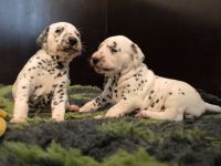 IMG_20241021_134931_1