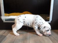 IMG_20241021_135414_1