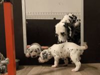 IMG_20241021_210955