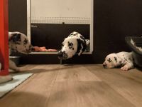 IMG_20241021_211120