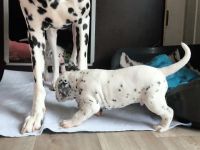 IMG_20241022_105344_1