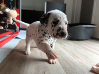 IMG_20241022_111037_1