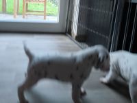 IMG_20241022_173101