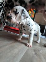 IMG_20241022_173229_1