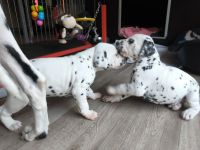 IMG_20241022_173246_1