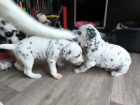 IMG_20241022_173247_1