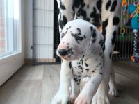 IMG_20241025_145455_1