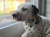 IMG_20241025_145746_1