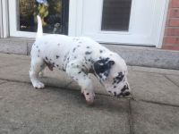 IMG_20241026_161039_1