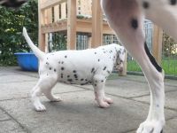 IMG_20241026_161222_1