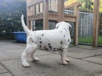 IMG_20241026_161223_1