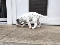 IMG_20241029_095627_1