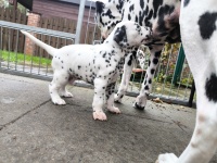 IMG_20241029_095827_1