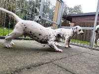 IMG_20241029_095846_1