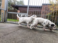 IMG_20241029_095852_1