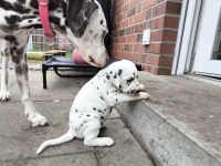 IMG_20241029_100249_1