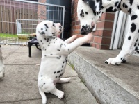 IMG_20241029_100253_1