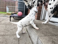 IMG_20241029_100259_1