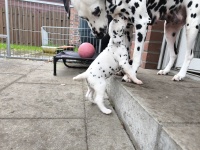 IMG_20241029_100304_1