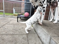 IMG_20241029_100305_1