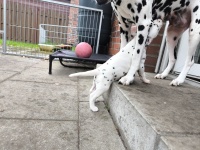 IMG_20241029_100307_1