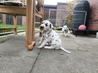 IMG_20241101_110624_1