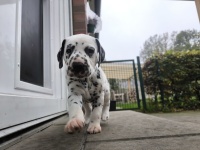 IMG_20241101_110728_1