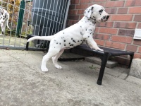 IMG_20241101_111055_1