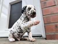 IMG_20241102_152520_1