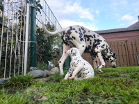 IMG_20241102_152602_1