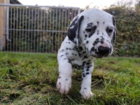 IMG_20241102_152618_1