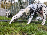 IMG_20241102_152637_1