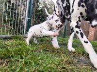 IMG_20241102_152639_2