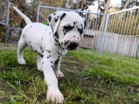 IMG_20241102_152741_2