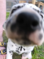 IMG_20241102_152755_1