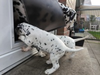 IMG_20241102_152843_1