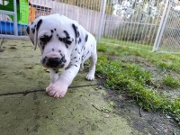 IMG_20241102_153043_1