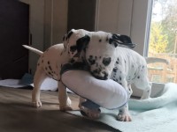 IMG_20241108_104848_1