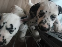 IMG_20241108_105207_1