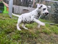 IMG_20241109_145635_1