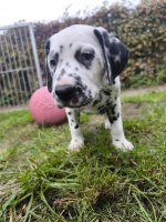 IMG_20241109_145828_1