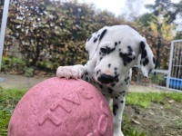 IMG_20241109_145926_1