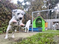 IMG_20241109_150009_1