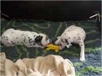 IMG_20241112_121631