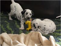 IMG_20241112_121641