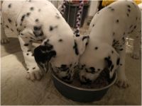 IMG_20241112_171101
