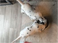 IMG_20241114_113258