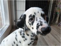 IMG_20241117_140321_1