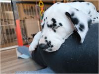 IMG_20241117_145346